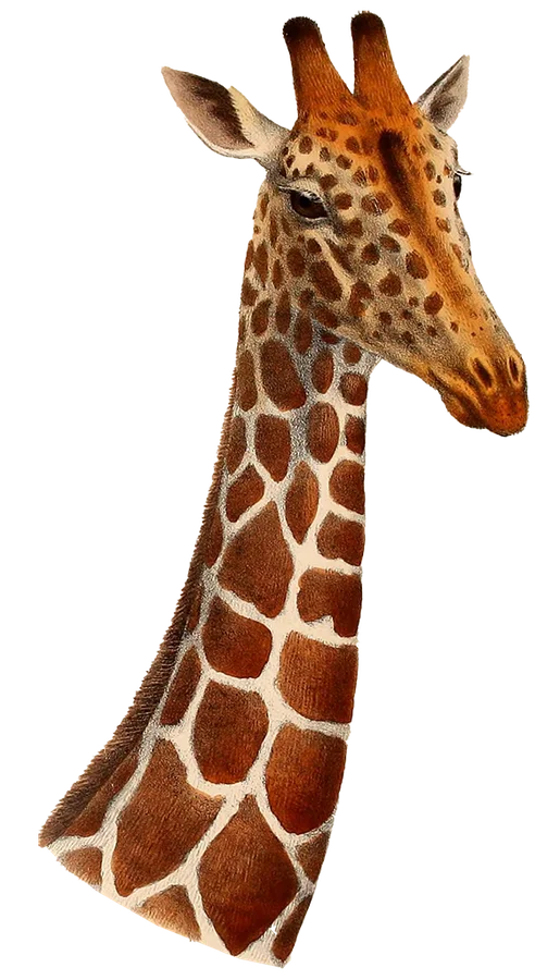 Vintage natural history illustration of three giraffe heads showing distinct coat patterns and ossicones, from The Great and Small Game of Africa (late 19th century). Image sourced from Rawpixel (public domain).